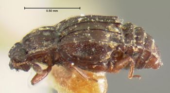 Media type: image;   Entomology 6622 Aspect: habitus lateral view
